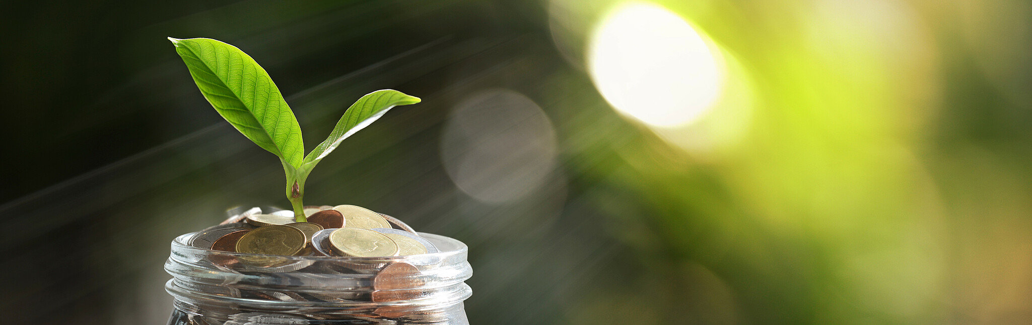 Plant germ in a money jar